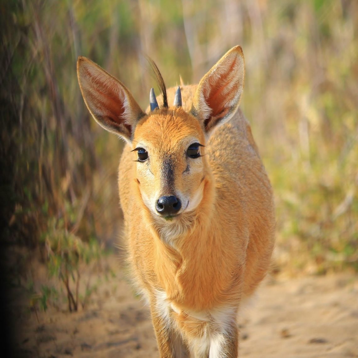 Curly Cuteness - Duiker Beauty A young Common Duiker ram approaches.  His curly fur and hairdo makes for a very cute picture.  And if one looks closely, it even looks like he is smiling.  Common duiker,Namibia,Sylvicapra grimmia,adorable,beautiful,black,color,cute,fantastic,free,funny,hairdo,horns,innocent,markings,nature,ram,splendor,tawny,white
