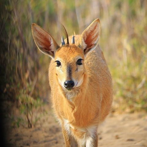 Curly Cuteness - Duiker Beauty A young Common Duiker ram approaches.  His curly fur and hairdo makes for a very cute picture.  And if one looks closely, it even looks like he is smiling.  Common duiker,Namibia,Sylvicapra grimmia,adorable,beautiful,black,color,cute,fantastic,free,funny,hairdo,horns,innocent,markings,nature,ram,splendor,tawny,white