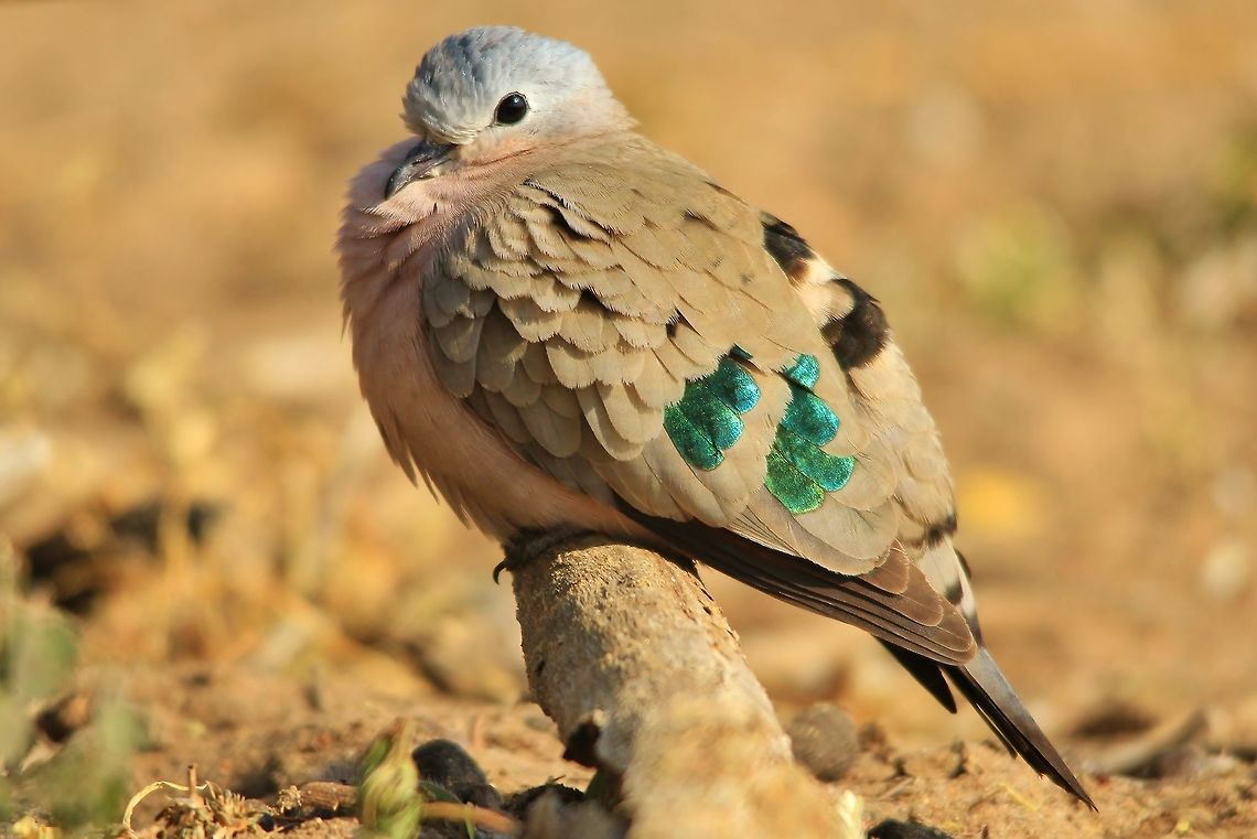 Emerald Spotted Dove - Puffing Winter A Common Emerald Spotted Dove puffs up against a cold winters morning, its iridescent greens glistening against rays from a rising sun.   Common Emerald Dove,Emerald-spotted Wood Dove,Geotagged,Namibia,Turtur chalcospilos,Winter,adorable,beautiful,cold,cute,fantastic,feathers,free,green,innocent,iridescent,plumage,puff,splendor,wild