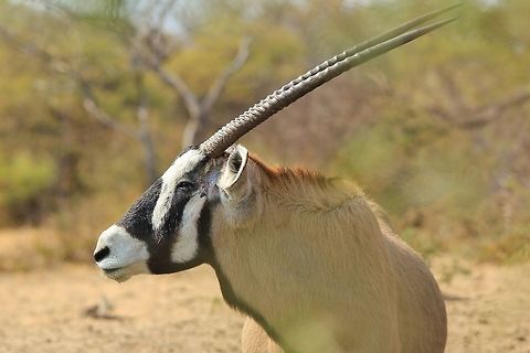 Oryx Bull - Portrait of an Adapted Icon An Oryx, or also known as a Gemsbok, bull poses for a portrait shot.  This bull is old and worn out, with scars to show.  This animal is on the Namibian Emblem for a good reason.  It is tough, hardy and has adapted to desert environments.

Water requirements entail drinking once within 4 days, with facial markings allowing breathing in very hot desert air and cooling it through the dark facial patterns before entering the lungs.  Also, adapted to feeding on "sweet grass" (high value, lower quantity perennial species), this animal needs basically half of the calories than a normal antelope to survive.  

The moral of the story ... adapt or die trying.  And pride in the face of adversity, is beautiful.   Gemsbok,Namibia,Oryx gazella,adapt,beautiful,black,bull,color,desert,fantastic,gorgeous,grey,horns,icon,markings,nature,outdoors,pattern,pride,proud