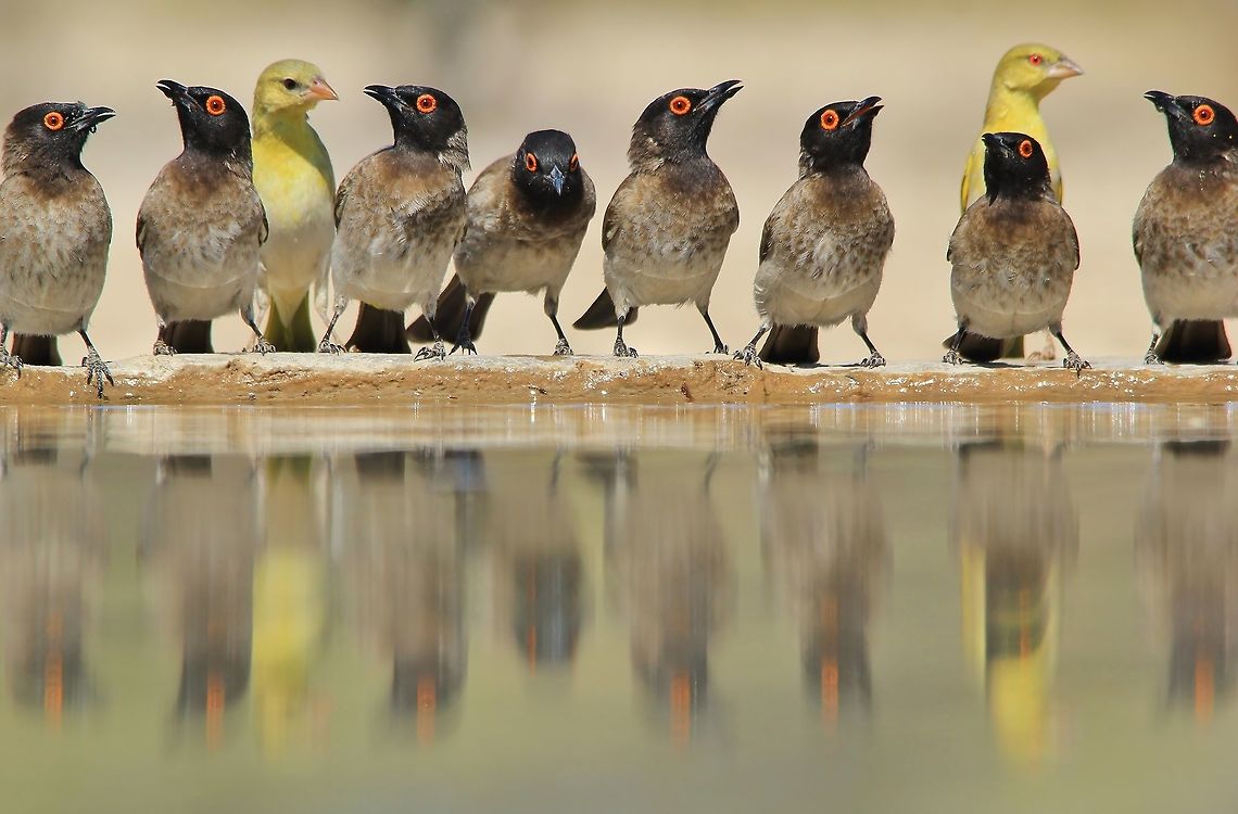 Red-eyed Bulbul - Natural Beauty A line of Red-eyed Bulbuls and Southern Masked Weavers in non-breeding plumage visit a watering point.  The angles and shapes with vibrant colors make this photo entertaining ... so much to look at.  <br />
<br />
In Africa at least, water is a limiting factor.  Find a limiting factor for any animal, and you have a way into their world.  Africa,African red-eyed bulbul,Namibia,Pycnonotus nigricans,avian,beautiful,black,bulbul,color,colorful,drink,feathers,free,grey,natural,nature,outdoors,plumage,portrait,pose