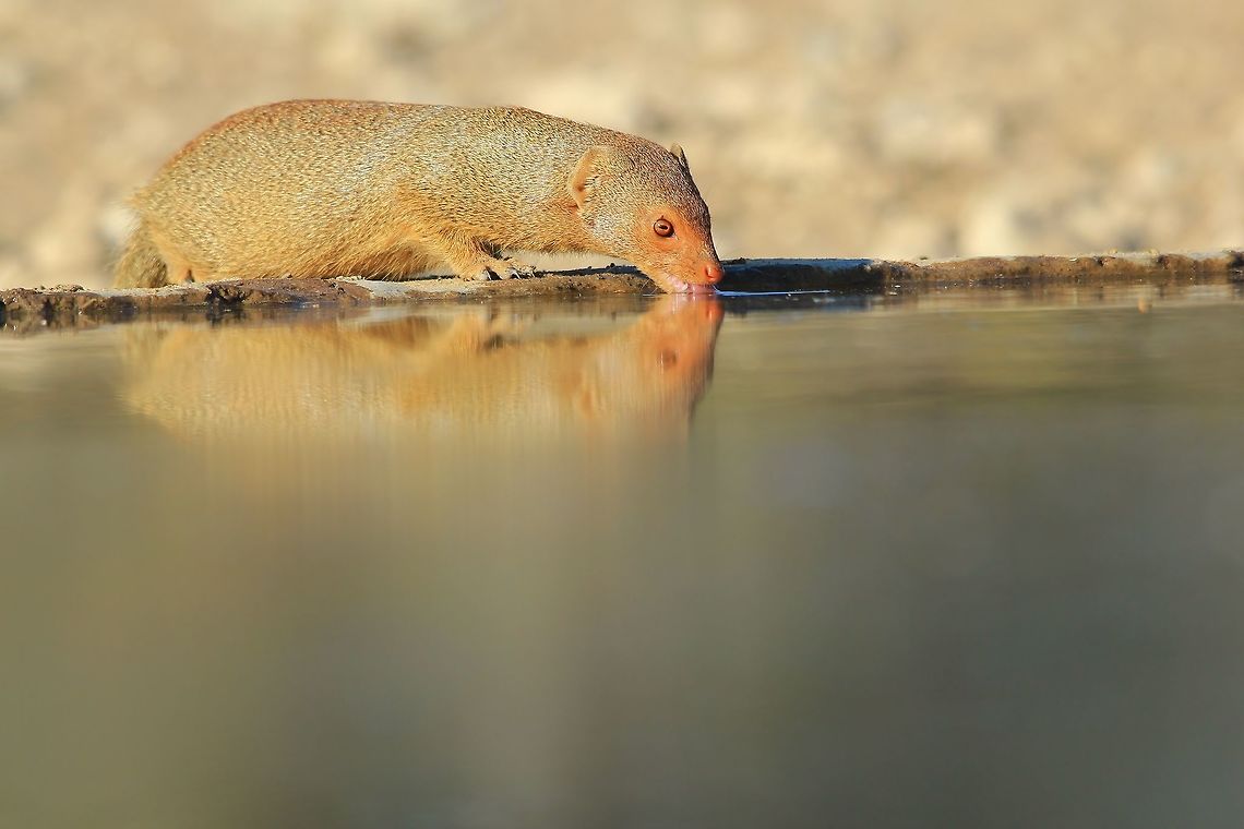 Slender Mongoose - Reflection of Joy A Slender Mongoose drinks water within the golden hour.  <br />
<br />
Photographs like this drives me crazy.  The colors, peace, quite ... and most importantly, the joy that this animal is experiencing ... one can almost feel the wonder of Life shooting through a moment like this.  Happy wildlife makes for happy photos.   Galerella sanguinea,Namibia,Slender mongoose,blue,color,colorful,drink,fantastic,free,golden,grey,inspire,life,lovely,magnificent,majestic,mongoose,nature,outdoors,quench