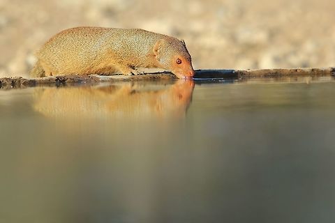 Slender Mongoose - Reflection of Joy A Slender Mongoose drinks water within the golden hour.  

Photographs like this drives me crazy.  The colors, peace, quite ... and most importantly, the joy that this animal is experiencing ... one can almost feel the wonder of Life shooting through a moment like this.  Happy wildlife makes for happy photos.   Galerella sanguinea,Namibia,Slender mongoose,blue,color,colorful,drink,fantastic,free,golden,grey,inspire,life,lovely,magnificent,majestic,mongoose,nature,outdoors,quench