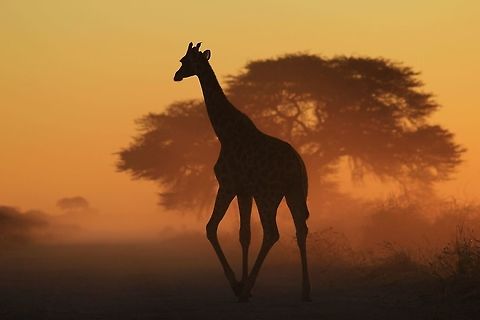 Giraffe - Triangles in Nature A silhouette shot of a Giraffe, its legs creating a near perfect triangular shape.  If you look for it, Nature can provide you with all the angles.   Giraffa camelopardalis,Giraffe,Namibia,beautiful,bliss,color,dust,elegant,fantastic,golden,grace,harmony,natural,orange,peace,silhouette,sunset,triangle,wild,wildlife