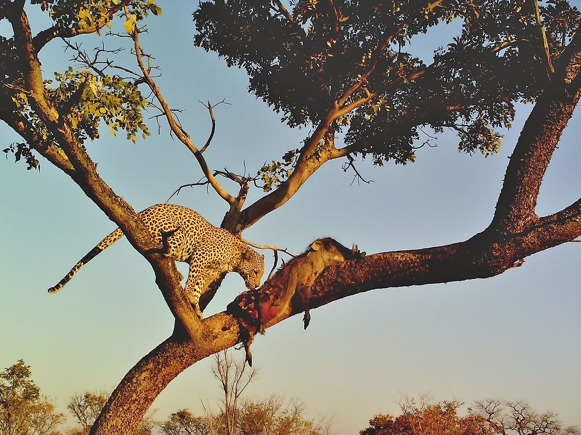 African Leopard - Trail Cam Diaries This photograph is from a Trail Camera, with lower quality details etc.  <br />
<br />
During a routine patrol, we found this unlucky Warthog hung up in a tree.  Knowing from the tracks that a Leopard Tom was doing his rounds, we staged a Trail Camera ... and this is the result.  A horrible scene, but very natural indeed.  <br />
<br />
To determine Leopard densities is extremely difficult.  One very effective way is to deliberately stage kills in trees where one knows a territorial Tom roams.  It might seem drastic and extreme, but that is one of the more trustworthy methods, if not the only.  In this case, it was natural, and obviously best as we knew, without doubt, that the Leopard would return to his kill.  Every Leopard is identified from its unique spots and patterns ... every single one is different.  <br />
<br />
Although this is a little bit off the beaten track when it comes to Jungle Dragon, I belief there is room for Trail Camera shots.  Hopefully Ferdy will agree and concur.<br />
<br />
 African Leopard,Geotagged,Namibia,Panthera pardus pardus,Winter,beautiful,color,fantastic,free,kill,markings,natural,nature,pattern,pose,predator,tree,warthog,wild,wildlife