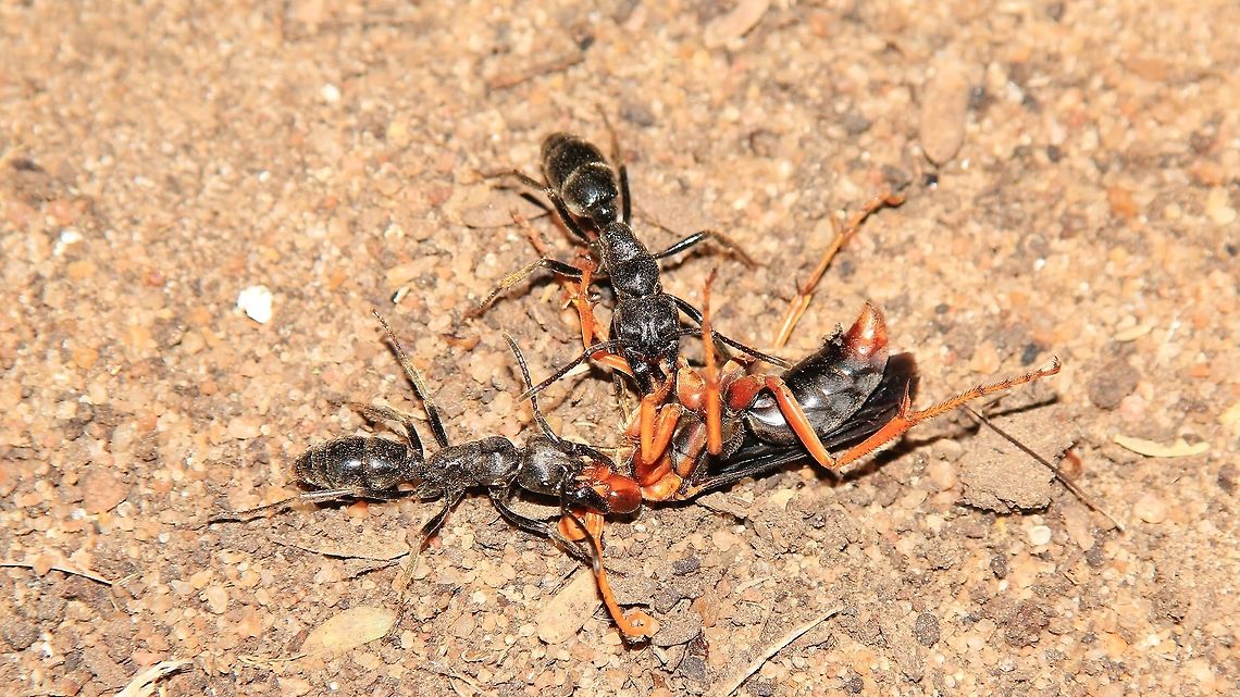 Some very big and angry Ants from Africa Stuart ... please identify. <br />
<br />
These large ants, about 3 cm in length, are ferocious and have a distinct nitrogen smell when angered.  Here they actually attacked and killed a Wasp !  No idea of what species they are, but everyone avoids them.   Africa,Fall,Geotagged,Namibia,P. tarsatus,Paltothyreus,ant,black,insect,nitrogen
