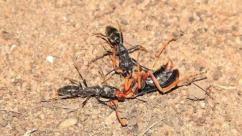 Some very big and angry Ants from Africa Stuart ... please identify. 

These large ants, about 3 cm in length, are ferocious and have a distinct nitrogen smell when angered.  Here they actually attacked and killed a Wasp !  No idea of what species they are, but everyone avoids them.   Africa,Fall,Geotagged,Namibia,P. tarsatus,Paltothyreus,ant,black,insect,nitrogen