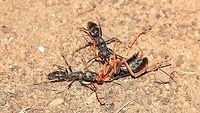 Some very big and angry Ants from Africa Stuart ... please identify. <br />
<br />
These large ants, about 3 cm in length, are ferocious and have a distinct nitrogen smell when angered.  Here they actually attacked and killed a Wasp !  No idea of what species they are, but everyone avoids them.   Africa,Fall,Geotagged,Namibia,P. tarsatus,Paltothyreus,ant,black,insect,nitrogen