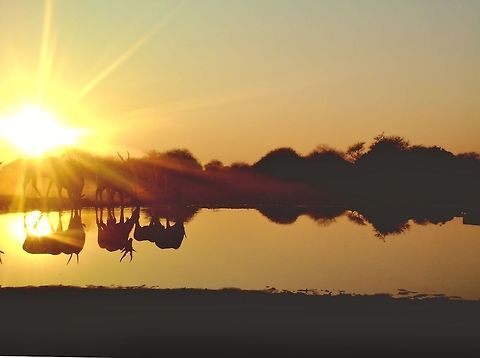 Trail Camera Shots - Cape Eland at Sunset Photo captured with a Trail Camera.

A her of Cape Eland visit a watering hole at sunset, the rays of light photographed creating an image of golden beauty.   Africa,Common eland,Geotagged,Namibia,Taurotragus oryx,Winter,beautiful,dusk,free,golden,peace,sunlight,sunset,wild,wildlife