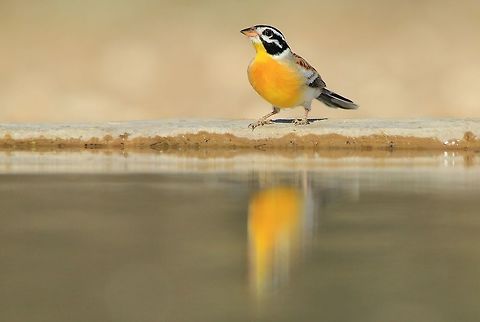 Golden Bunting - Reflection of Iconic Beauty A Golden Bunting male visits a watering hole, its reflection perfect yellow and beautiful.     Emberiza flaviventris,Geotagged,Namibia,Winter,avian,beautiful,bird,fantastic,free,golden,golden breasted bunting,icon,inspire,magnificent,peace,reflection,splendor,water,wild,wildlife