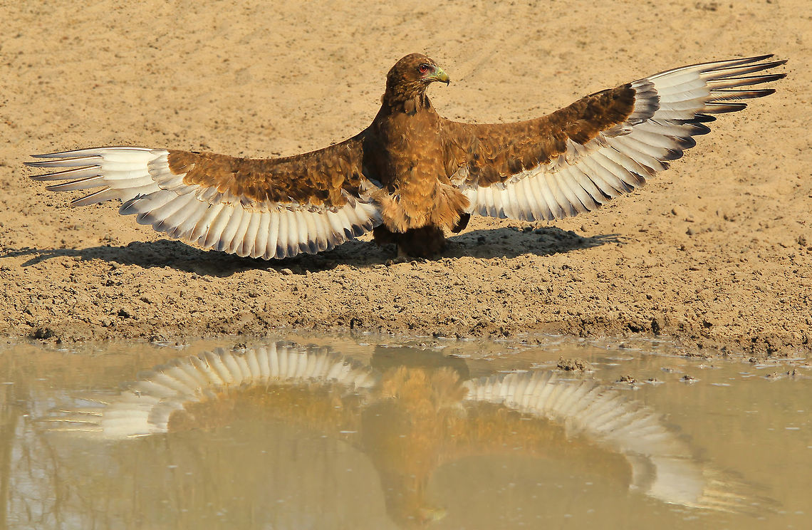 Bateleur Eagle - New Wings A young Bateleur Eagle spreads his wings at a watering hole.  <br />
<br />
This young eagle has just recently left his nest, and caring mother.  The mother will still provide food, but less and less each time.  It is time for him to find his own wings.  <br />
<br />
It is now middle Spring in Namibia, with day temperatures soaring into the 40&#039;s degrees Celsius.  With such heat, one can only imagine the reason why this eagle is spreading its wings, is to &quot;burn off&quot; ticks and lice that he might have accumulated in the nest.  All the youngsters do this.  <br />
<br />
This young eagle&#039;s favorite food :<br />
<figure class="photo"><a href="https://www.jungledragon.com/image/33324/ostrich_-_new_legs.html" title="Ostrich - New Legs"><img src="https://s3.amazonaws.com/media.jungledragon.com/images/2011/33324_thumb.JPG?AWSAccessKeyId=05GMT0V3GWVNE7GGM1R2&Expires=1767225610&Signature=yVItyMkI5Z%2BnvaFNdrIFctgeLZQ%3D" width="200" height="134" alt="Ostrich - New Legs A flock of young Ostrich visit a watering hole.<br />
<br />
Synchronization in nature is magical, spectacular and magnificent.  These little guys probably hatched about 2 weeks ago.  With the rains expected soon, their survival will depend on it.  Grasshoppers and small insects is their main food.  BUT ... the young Eagles are now also ready to leave the nest ... their main enemy.  <br />
<br />
The mother and father Ostriches (both sexes care for the young and eggs) will protect the young, but because the chicks normally number in the twenties, it is not easy to protect them all.  <br />
<br />
Their number one fear.  <br />
http://www.jungledragon.com/image/33323/bateleur_eagle_-_new_wings.html<br />
 Geotagged,Namibia,Ostrich,Spring,Struthio camelus,beautiful,camouflage,chicks,cute,life,nature,spots,vulnerable,water,wild,wildlife,young" /></a></figure> Bateleur,Geotagged,Namibia,Spring,Terathopius ecaudatus,beautiful,chick,color,free,golden,nature,outdoors,power,reflection,strength,water,wild,wildlife,wings