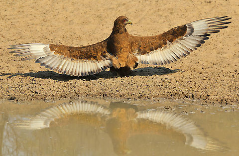 Bateleur Eagle - New Wings A young Bateleur Eagle spreads his wings at a watering hole.  

This young eagle has just recently left his nest, and caring mother.  The mother will still provide food, but less and less each time.  It is time for him to find his own wings.  

It is now middle Spring in Namibia, with day temperatures soaring into the 40's degrees Celsius.  With such heat, one can only imagine the reason why this eagle is spreading its wings, is to "burn off" ticks and lice that he might have accumulated in the nest.  All the youngsters do this.  

This young eagle's favorite food :
http://www.jungledragon.com/image/33324/ostrich_-_new_legs.html Bateleur,Geotagged,Namibia,Spring,Terathopius ecaudatus,beautiful,chick,color,free,golden,nature,outdoors,power,reflection,strength,water,wild,wildlife,wings