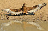 Bateleur Eagle - New Wings A young Bateleur Eagle spreads his wings at a watering hole.  <br />
<br />
This young eagle has just recently left his nest, and caring mother.  The mother will still provide food, but less and less each time.  It is time for him to find his own wings.  <br />
<br />
It is now middle Spring in Namibia, with day temperatures soaring into the 40's degrees Celsius.  With such heat, one can only imagine the reason why this eagle is spreading its wings, is to "burn off" ticks and lice that he might have accumulated in the nest.  All the youngsters do this.  <br />
<br />
This young eagle's favorite food :<br />
http://www.jungledragon.com/image/33324/ostrich_-_new_legs.html Bateleur,Geotagged,Namibia,Spring,Terathopius ecaudatus,beautiful,chick,color,free,golden,nature,outdoors,power,reflection,strength,water,wild,wildlife,wings