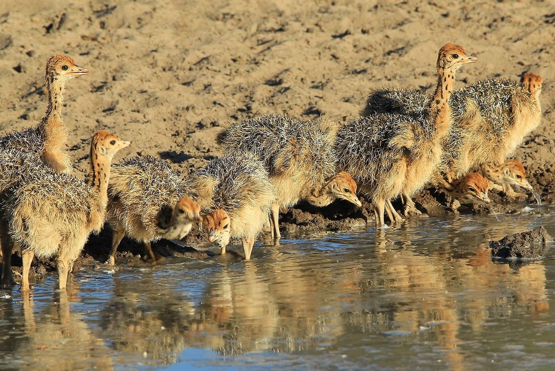 Ostrich - New Legs A flock of young Ostrich visit a watering hole.<br />
<br />
Synchronization in nature is magical, spectacular and magnificent.  These little guys probably hatched about 2 weeks ago.  With the rains expected soon, their survival will depend on it.  Grasshoppers and small insects is their main food.  BUT ... the young Eagles are now also ready to leave the nest ... their main enemy.  <br />
<br />
The mother and father Ostriches (both sexes care for the young and eggs) will protect the young, but because the chicks normally number in the twenties, it is not easy to protect them all.  <br />
<br />
Their number one fear.  <br />
<figure class="photo"><a href="https://www.jungledragon.com/image/33323/bateleur_eagle_-_new_wings.html" title="Bateleur Eagle - New Wings"><img src="https://s3.amazonaws.com/media.jungledragon.com/images/2011/33323_thumb.jpg?AWSAccessKeyId=05GMT0V3GWVNE7GGM1R2&Expires=1759968010&Signature=L0HM3XX9Mwc6Ecx5On006N6CqBo%3D" width="200" height="132" alt="Bateleur Eagle - New Wings A young Bateleur Eagle spreads his wings at a watering hole.  <br />
<br />
This young eagle has just recently left his nest, and caring mother.  The mother will still provide food, but less and less each time.  It is time for him to find his own wings.  <br />
<br />
It is now middle Spring in Namibia, with day temperatures soaring into the 40&#039;s degrees Celsius.  With such heat, one can only imagine the reason why this eagle is spreading its wings, is to &quot;burn off&quot; ticks and lice that he might have accumulated in the nest.  All the youngsters do this.  <br />
<br />
This young eagle&#039;s favorite food :<br />
http://www.jungledragon.com/image/33324/ostrich_-_new_legs.html Bateleur,Geotagged,Namibia,Spring,Terathopius ecaudatus,beautiful,chick,color,free,golden,nature,outdoors,power,reflection,strength,water,wild,wildlife,wings" /></a></figure><br />
 Geotagged,Namibia,Ostrich,Spring,Struthio camelus,beautiful,camouflage,chicks,cute,life,nature,spots,vulnerable,water,wild,wildlife,young