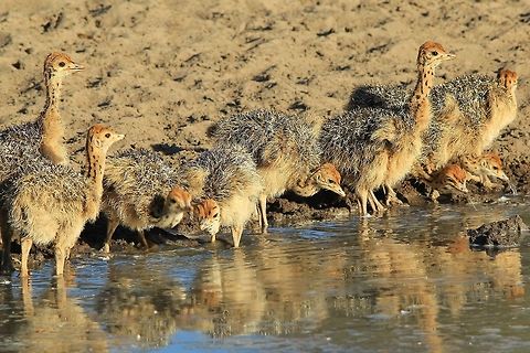 Ostrich - New Legs A flock of young Ostrich visit a watering hole.

Synchronization in nature is magical, spectacular and magnificent.  These little guys probably hatched about 2 weeks ago.  With the rains expected soon, their survival will depend on it.  Grasshoppers and small insects is their main food.  BUT ... the young Eagles are now also ready to leave the nest ... their main enemy.  

The mother and father Ostriches (both sexes care for the young and eggs) will protect the young, but because the chicks normally number in the twenties, it is not easy to protect them all.  

Their number one fear.  
http://www.jungledragon.com/image/33323/bateleur_eagle_-_new_wings.html
 Geotagged,Namibia,Ostrich,Spring,Struthio camelus,beautiful,camouflage,chicks,cute,life,nature,spots,vulnerable,water,wild,wildlife,young