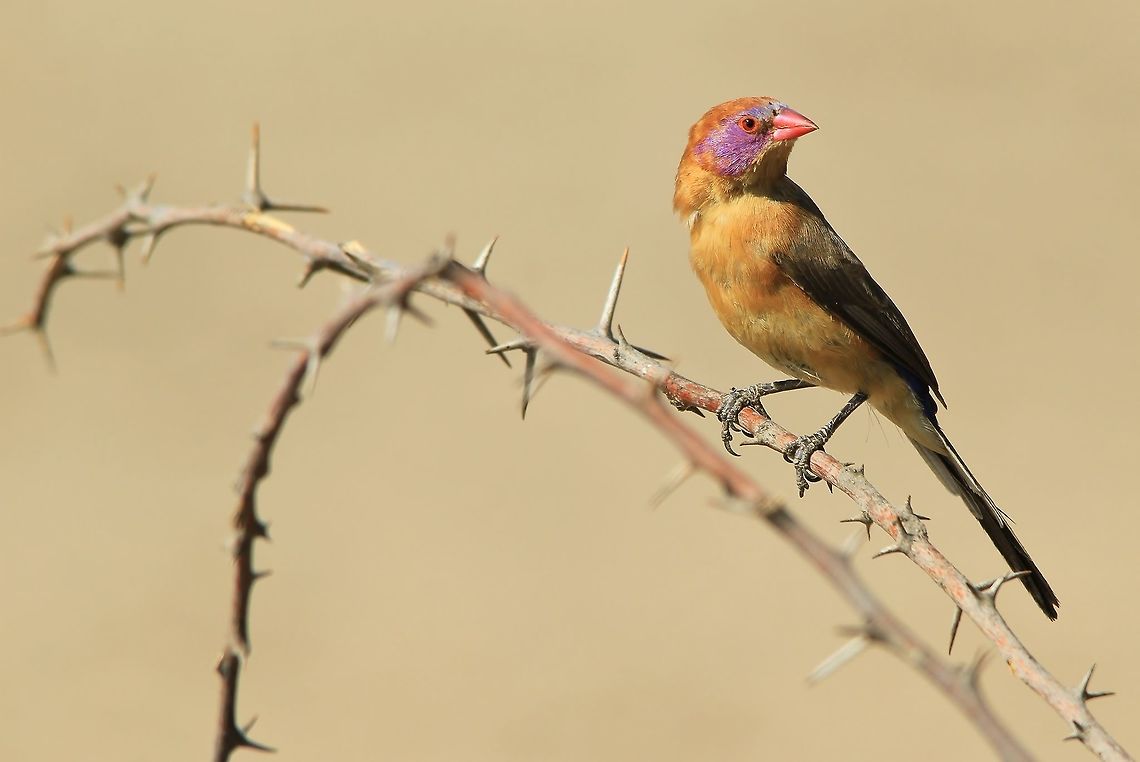 Violet-eared Waxbill - Nature's Decorations A Violet-eared Waxbill female poses on a thorn branch.  Photographed in the complete wilds of Namibia, southwestern Africa. <br />
<br />
This bird is colorful and can simply beautify any area and thing they grace with their presence.   Geotagged,Namibia,Spring,Uraeginthus granatinus,Violet-eared waxbill,beautiful,branch,color,colorful,female,plumage,purple,thorn branch,thorns,violet,wild,wildlife