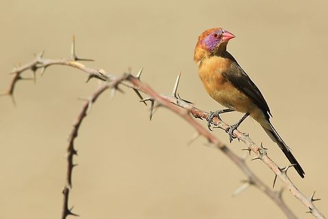 Violet-eared Waxbill - Nature's Decorations A Violet-eared Waxbill female poses on a thorn branch.  Photographed in the complete wilds of Namibia, southwestern Africa. 

This bird is colorful and can simply beautify any area and thing they grace with their presence.   Geotagged,Namibia,Spring,Uraeginthus granatinus,Violet-eared waxbill,beautiful,branch,color,colorful,female,plumage,purple,thorn branch,thorns,violet,wild,wildlife