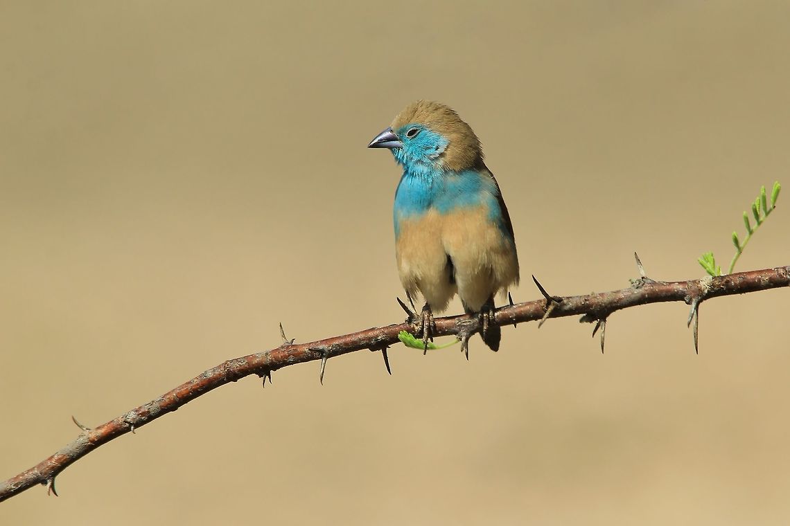 Blue Waxbill - When Nature awakes from a sleepy Winter A Blue Waxbill female poses on a thorn bush branch, with new green leaves starting to show as the season turns into one of plenty for all.  The rains are coming soon, and Nature is preparing for life all around.  Blue Waxbill,Geotagged,Namibia,Spring,Uraeginthus angolensis
