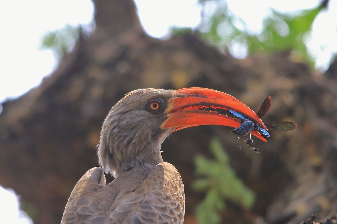 Bradfield's Horn-bill - Beak Brilliance A Bradfield's Horn-bill with a large wasp in its beak.  These guys are much bigger (and much more aggressive) than the other horn-bill species in Namibia.  One can clearly see the serrated "teeth" in his beak.  It does not occur in great numbers, and are family bound (one normally only finds a female, male and youngster together as a unit).  <br />
<br />
They are so aggressive, that they regularly fly into windows of a house ... trying to "attack" the reflective "invasive" horn-bill they see on the mirrored glass. Bradfields hornbill,Geotagged,Namibia,Spring,Tockus bradfieldi,avian,beak,beautiful,bird,eat,grey,impressive,life,nature,orange,wasp,wild,wildlife