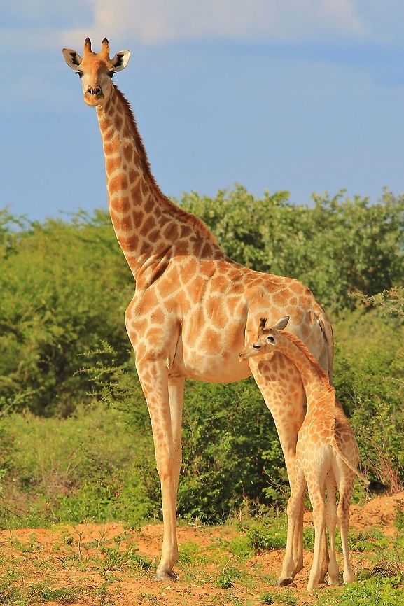 Giraffe - Loving my Mom A Giraffe calf rubs up against its mother, trying to rid itself of flies.  Mothers are not only there for protection and food, but also for pest control.<br />
<br />
Baby animals are always cute and adorable.  As a Giraffe addict, I simply had to share this shot.   Africa,Giraffa camelopardalis,Giraffe,Namibia,adorable,baby,beautiful,calf,camouflage,cow,cute,fantastic,mammal,markings,mother,neck,pattern,small,vulnerable,wild