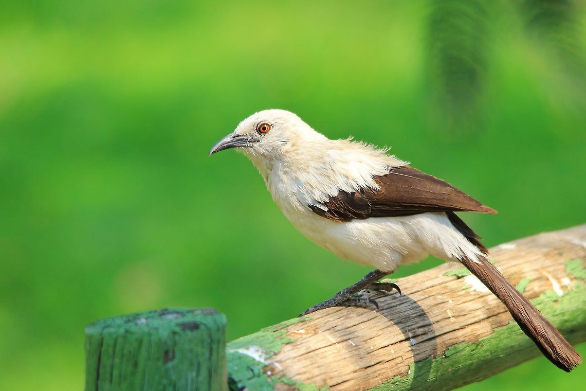 Pied Babbler - Summer Colors A Pied Babbler poses on my garden fence.  The extreme colors is what makes this photograph to me, indicative of summer and new life coming.  With the green, golden (eye) and white mixtures, this image is purely representative of beauty in Nature.   Namibia,Southern pied babbler,Turdoides bicolor,avian,beautiful,bird,black,color,colorful,fantastic,feathers,golden,green,life,magnificent,majestic,plumage,season,splendor,summer