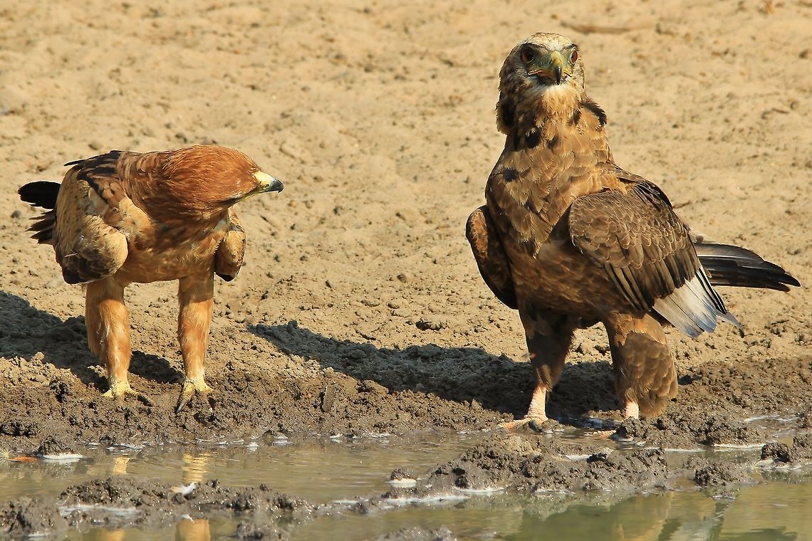 Bateleur Eaglet and Tawny Eagle - Nature's Humor An adult Tawny Eagle looks at a young Bateleur Eaglet in displeasure.  Eagles do not like to share water and are very protective of their life-giving resources.  Moments like these make for funny images from within Nature.  The Tawny ended up biting the young Bateleur ... but the Bateleur did not budge (maybe because of its young age).   Bateleur,Namibia,Tawny eagle,Terathopius ecaudatus,avian,beautiful,bird,brown,color,cute,drink,eagle,funny,golden,hilarious,hot,humor,life,magnificent,markings