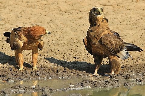 Bateleur Eaglet and Tawny Eagle - Nature's Humor An adult Tawny Eagle looks at a young Bateleur Eaglet in displeasure.  Eagles do not like to share water and are very protective of their life-giving resources.  Moments like these make for funny images from within Nature.  The Tawny ended up biting the young Bateleur ... but the Bateleur did not budge (maybe because of its young age).   Bateleur,Namibia,Tawny eagle,Terathopius ecaudatus,avian,beautiful,bird,brown,color,cute,drink,eagle,funny,golden,hilarious,hot,humor,life,magnificent,markings