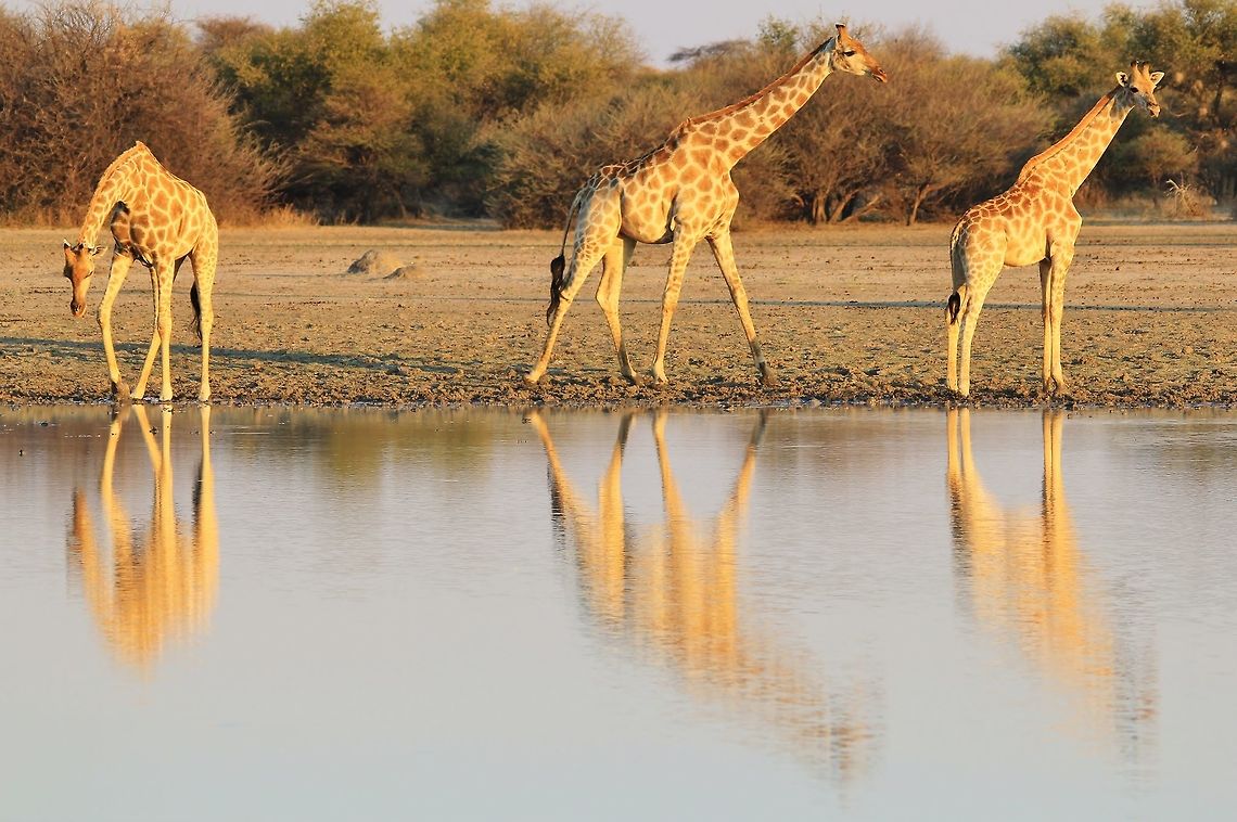 Giraffe Reflections - Bliss A trio of Giraffes visit a watering hole at sunset.  This image is focused on the reflection, representative of bliss and harmony within nature.  Oh so pure.   Giraffa camelopardalis,Giraffe,Namibia,animal,beautiful,bliss,color,colorful,elegant,fantastic,golden,grace,harmony,light,mammal,markings,orange,pattern,reflection,sunset