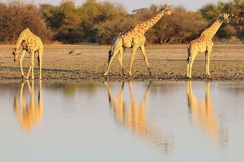 Giraffe Reflections - Bliss A trio of Giraffes visit a watering hole at sunset.  This image is focused on the reflection, representative of bliss and harmony within nature.  Oh so pure.   Giraffa camelopardalis,Giraffe,Namibia,animal,beautiful,bliss,color,colorful,elegant,fantastic,golden,grace,harmony,light,mammal,markings,orange,pattern,reflection,sunset