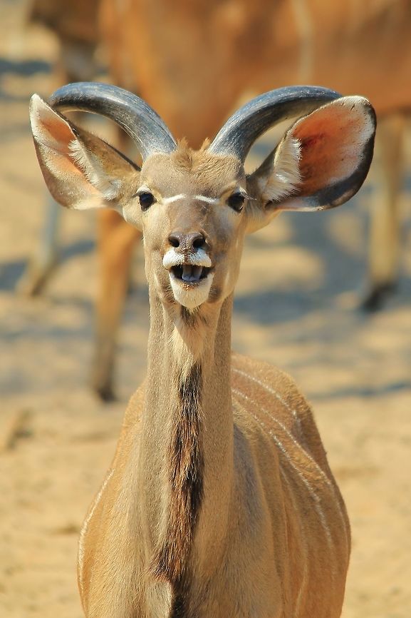 Kudu - Life is Awesome A young Greater Kudu bull chews at a Camel thorn pod, with an expression priceless showing.  <br />
<br />
It is difficult to describe a Kudu without mentioning its ears !  And this is its secret weapon (every wild animal has a secret weapon to survival).   Geotagged,Greater Kudu,Kudu,Namibia,Tragelaphus strepsiceros,Winter,adorable,beautiful,bull,chew,cute,eat,expression,fantastic,funny,hilarious,horns,humor,wonder,young