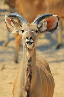 Kudu - Life is Awesome A young Greater Kudu bull chews at a Camel thorn pod, with an expression priceless showing.  

It is difficult to describe a Kudu without mentioning its ears !  And this is its secret weapon (every wild animal has a secret weapon to survival).   Geotagged,Greater Kudu,Kudu,Namibia,Tragelaphus strepsiceros,Winter,adorable,beautiful,bull,chew,cute,eat,expression,fantastic,funny,hilarious,horns,humor,wonder,young