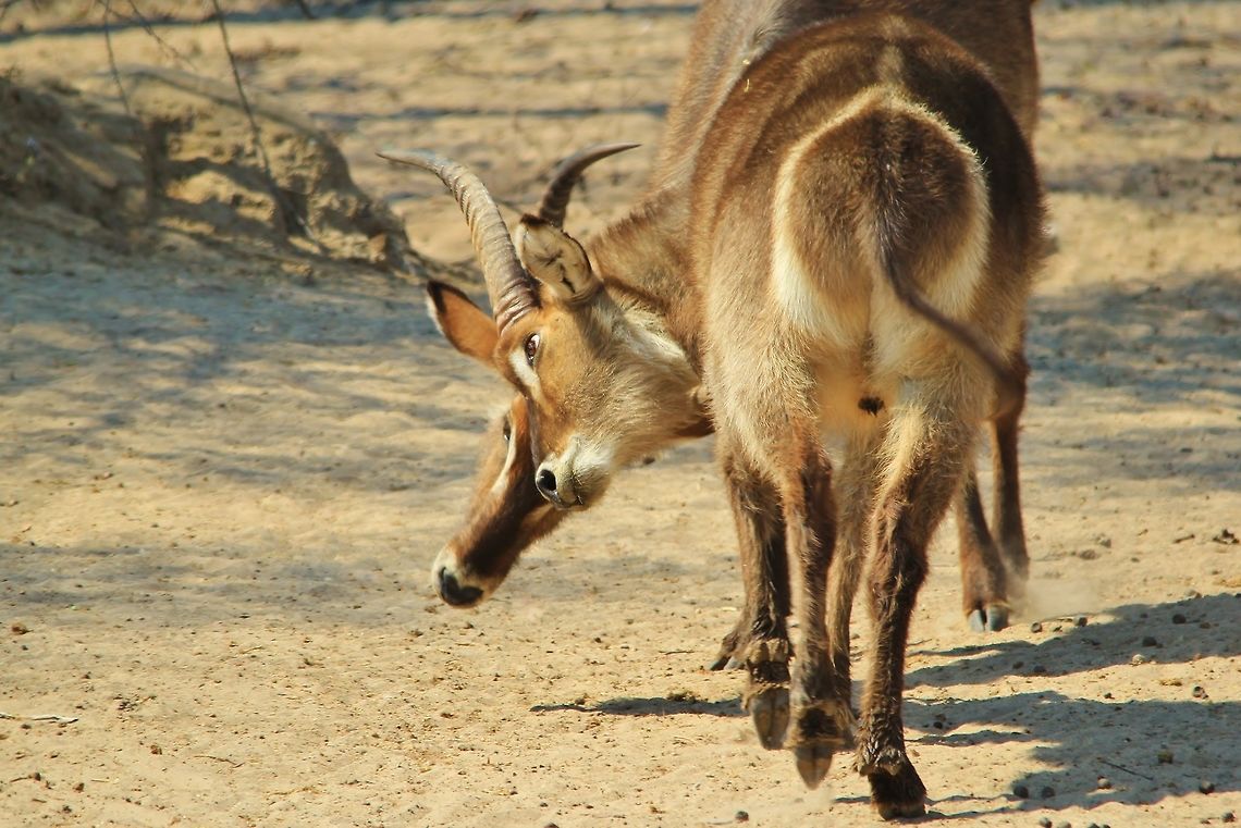 Waterbuck bull fight - Keeping the Focus A pair of Waterbuck bulls fight it out over territorial rights.  <br />
<br />
Although this photo was taken outside the rut (mating season), bulls will regularly and often compete for dominance and rights when it comes to a watering hole (allowing the victor to drink first).  Here the eye of the bull closest makes for an interesting picture.  Kobus ellipsiprymnus,Namibia,Waterbuck,action,animal,antelope,beatutiful,blur,bulls,color,dominate,fantastic,fight,hormones,instinct,life,mammal,markings,motion,wild