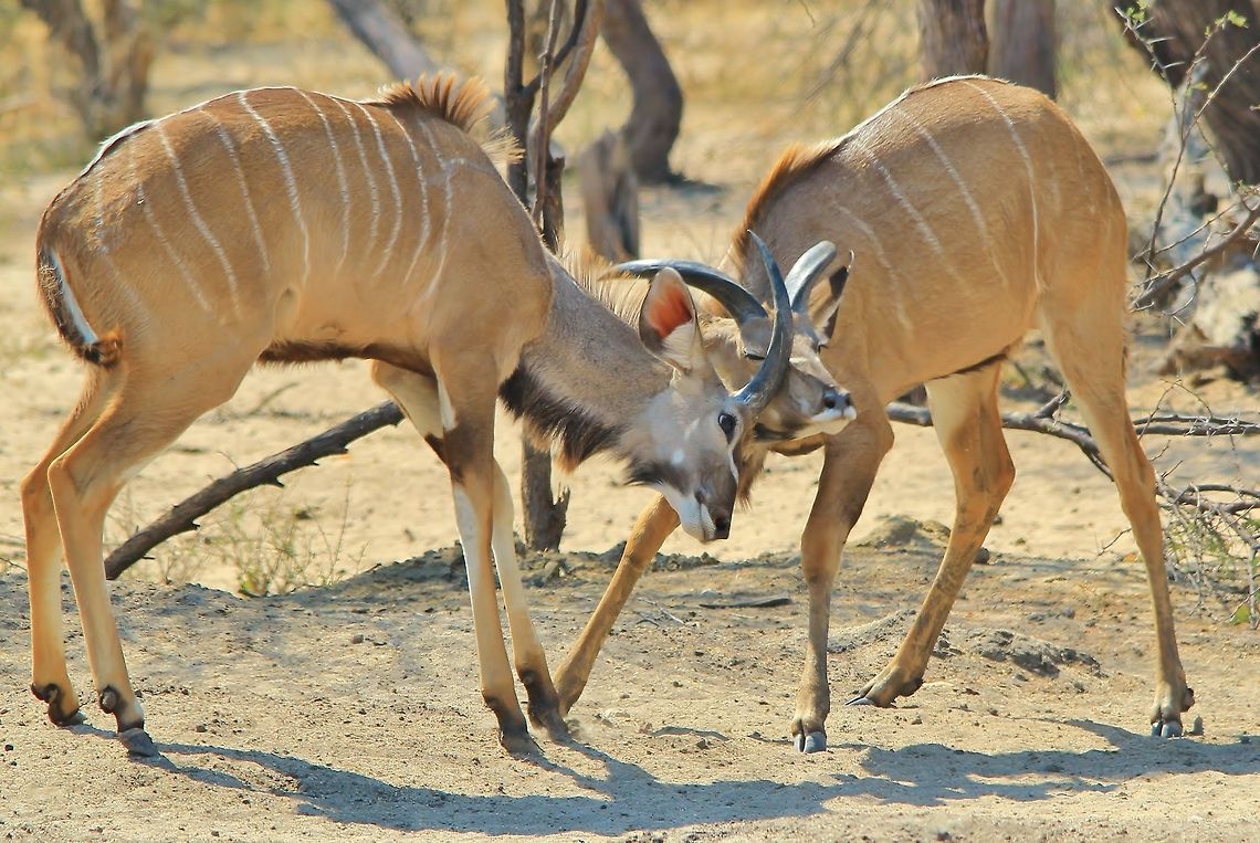 Kudu bull fight - Pain A pair of young Kudu bulls start following through on instinctual dominant rights.  Although these youngsters have no real incentive to fight, they know, instinctively, it is time to show power and dominance.   <br />
<br />
In this photo the bull on the right gets a blow under the eye, obviously hurting.  And so nature evolves and runs.  All Natural.   Greater Kudu,Namibia,Tragelaphus strepsiceros,action,anger,animal,antelope,beautiful,bull,color,determined,display,dominate,fight,horns,mammal,motion,overpower,power,strength