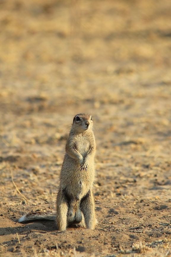 Ground Squirrel - Proportion is Everything Yes, an awkward photo to say the least, but absolutely natural.   The proportions of head in relation to the rest of the body is a bit out of sync.   But still, very funny.  Cape ground squirrel,Geotagged,Namibia,Winter,Xerus inauris,funny,hilarious,humor,mammal,natural,nature,outdoors,testes,wild,wildlife