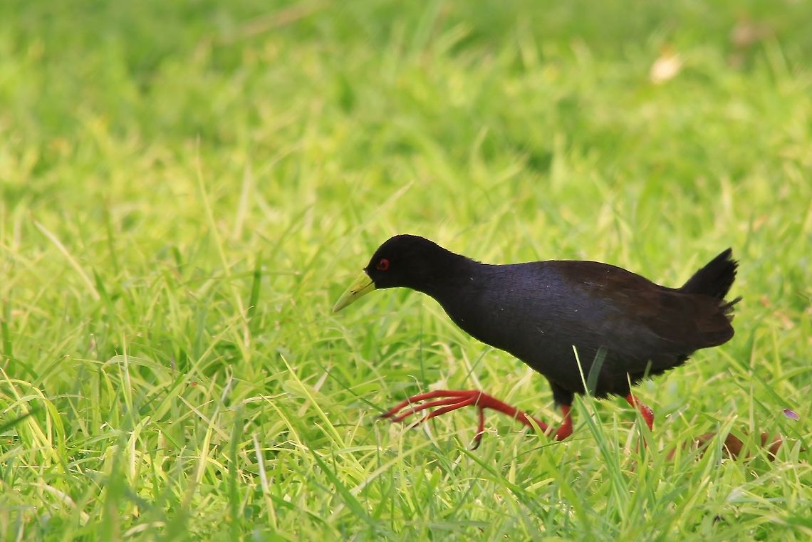 Black Crake - Strangest Nature Thanks to Wildflower, I now know this bird is rather common (although this is the first time I ever saw it).  It came on strong Northern and Eastern winds we had the last week.  <br />
<br />
This photo is of low quality, but the basics are there.  Lime green beak, red eyes, red legs, huge feet (like a lily-runner type water bird) and short tail with black / dark blue plumage. <br />
<br />
 Amaurornis flavirostra,Black Crake,Geotagged,Namibia,Spring