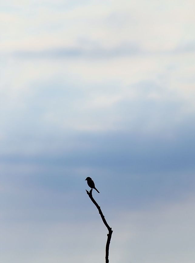 Simplistic Minimalism - Purity of Nature I did not identify the silhouette of this bird, with a good reason.  My intention of submitting this photograph (which I dearly love) is to indicate the simplistic beauty of nature.  <br />
<br />
Within this grand world that we call our own, there exists the pure beauty of nature.  No need to identify it, no need to call it by any name.  Sometimes we need to just sit back and appreciate a moment that is simplistic, no matter how insignificant the picture might appear to be.  As the hours and days slowly pass, so too does life as we know it.  It will all unfold as it should.  <br />
<br />
And thus my message, through this photo worth a thousand words or more ... oh how grand this life is!!!  With twisting age of tree and blue skies infinite, tones soft and true.  Let it be.  The beauty was always in freedom! Geotagged,Namibia,Summer,bird,blue,perched,silhouette,skies,tree,white