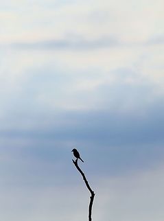 Simplistic Minimalism - Purity of Nature I did not identify the silhouette of this bird, with a good reason.  My intention of submitting this photograph (which I dearly love) is to indicate the simplistic beauty of nature.  

Within this grand world that we call our own, there exists the pure beauty of nature.  No need to identify it, no need to call it by any name.  Sometimes we need to just sit back and appreciate a moment that is simplistic, no matter how insignificant the picture might appear to be.  As the hours and days slowly pass, so too does life as we know it.  It will all unfold as it should.  

And thus my message, through this photo worth a thousand words or more ... oh how grand this life is!!!  With twisting age of tree and blue skies infinite, tones soft and true.  Let it be.  The beauty was always in freedom! Geotagged,Namibia,Summer,bird,blue,perched,silhouette,skies,tree,white