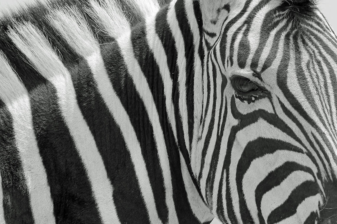 Zebra - Black and White A Burchell&#039;s Zebra close-up in monochrome.  Shadows, lines and light ... a natural photograph subject to say the least.  This animal was photographed in the complete wilds, although it might be hard to belief.  Once animals get accustomed to humans, it is rather easy to approach them without harm to anyone.  <br />
<br />
With every Zebra having unique lines and patterns, it is a subject that can almost never be re-created.  And that is wonderful.   Burchells zebra,Equus quagga burchellii,Geotagged,Namibia,Winter,black,black and white,lines,markings,monochrome,pattern,stripes,unique,white,wild,wildlife