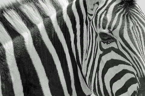 Zebra - Black and White A Burchell's Zebra close-up in monochrome.  Shadows, lines and light ... a natural photograph subject to say the least.  This animal was photographed in the complete wilds, although it might be hard to belief.  Once animals get accustomed to humans, it is rather easy to approach them without harm to anyone.  

With every Zebra having unique lines and patterns, it is a subject that can almost never be re-created.  And that is wonderful.   Burchells zebra,Equus quagga burchellii,Geotagged,Namibia,Winter,black,black and white,lines,markings,monochrome,pattern,stripes,unique,white,wild,wildlife