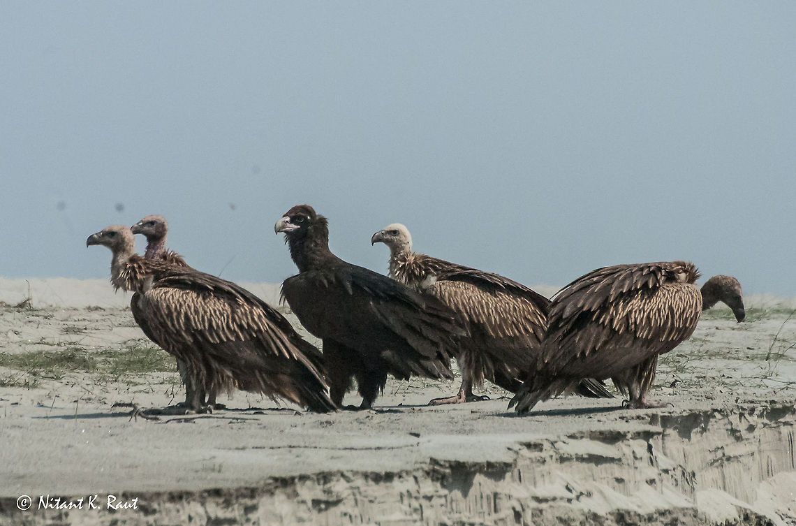 Vultures Vultur Family at Kaziranga Gyps fulvus,Vulture,vultures