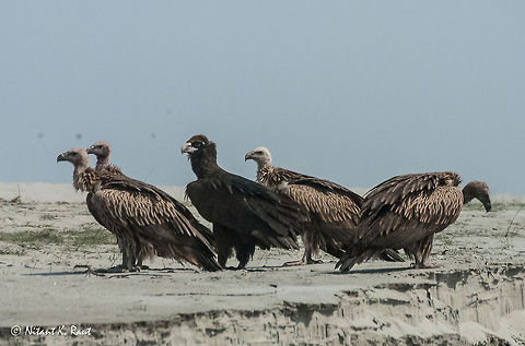 Vultures Vultur Family at Kaziranga Gyps fulvus,Vulture,vultures