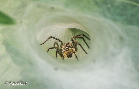 Wait for food This is the spider I shot in the Jungles of Melghat . this fellow was waiting for his food to get into his Funnel shaped Spider web.  Funnel Spider