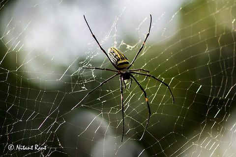 Giant Spider  Geotagged,India,Nephila pilipes