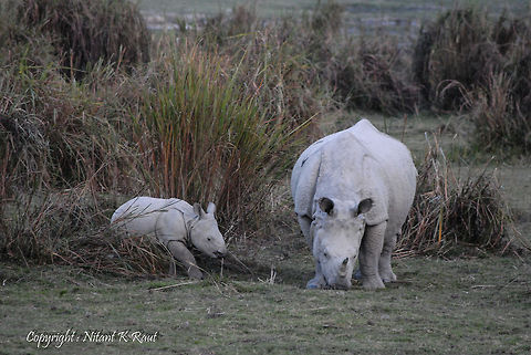 One Horned ...... One Horned rhinoceros - Kaziranga Geotagged,India,Indian rhinoceros,Rhinoceros unicornis