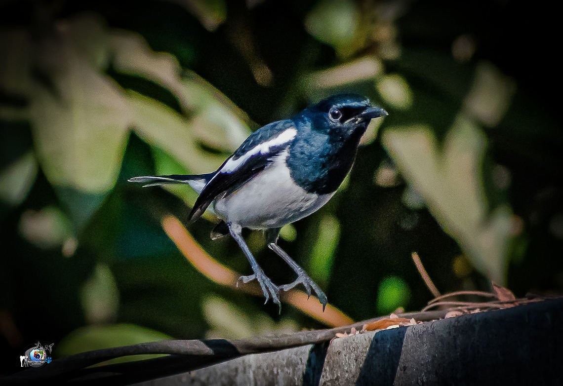 Dancing Dude Magpie Robbin at the premises of my house at Bordi Copsychus saularis,Geotagged,India,Oriental Magpie-Robin,Winter