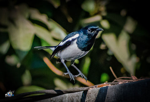 Dancing Dude Magpie Robbin at the premises of my house at Bordi Copsychus saularis,Geotagged,India,Oriental Magpie-Robin,Winter