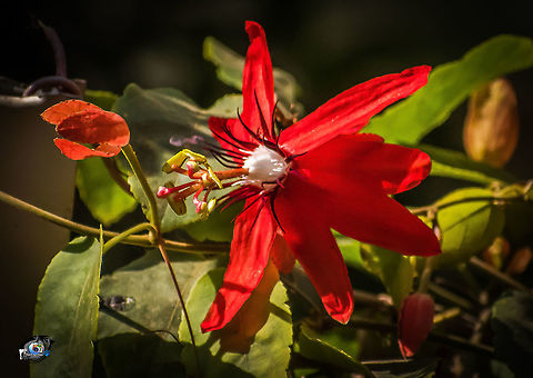 Passiflora Passiflora flower Passiflora
