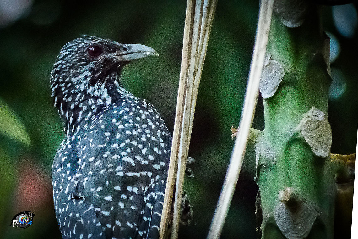 DSC_0031  Asian koel,Eudynamys scolopaceus