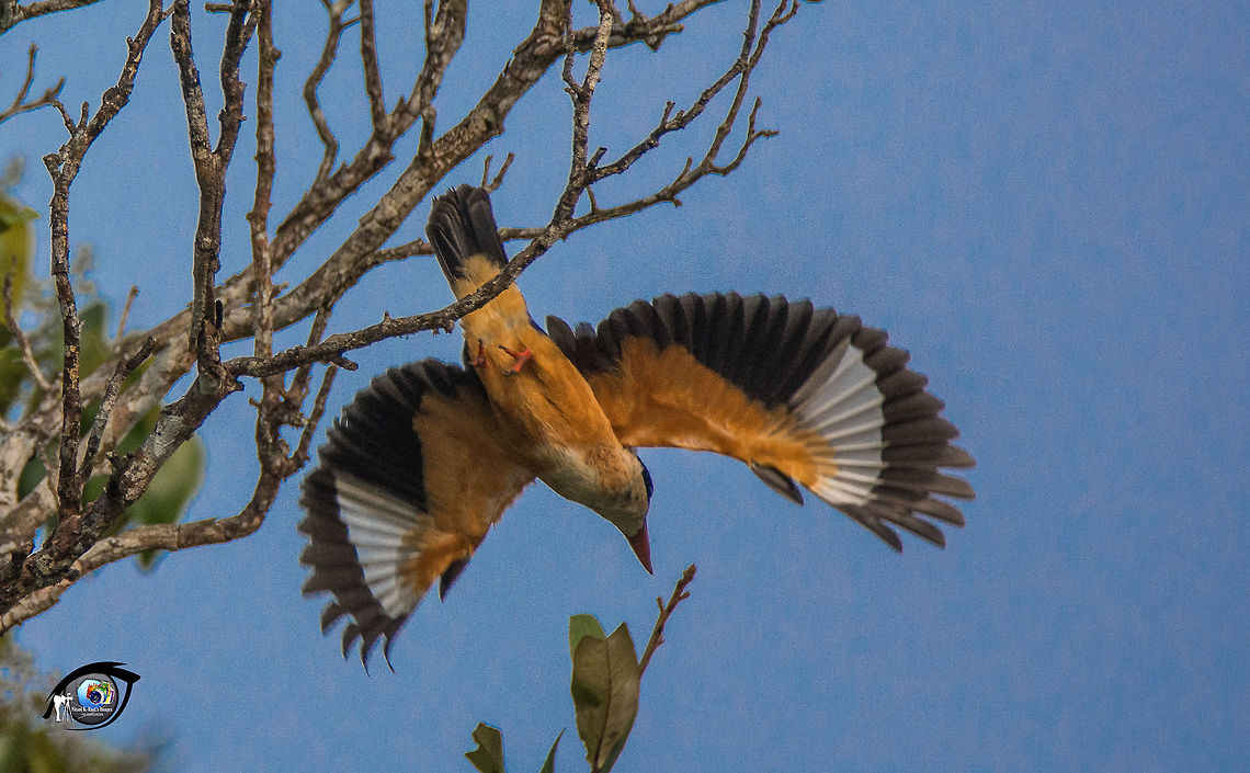 White-throated kingfisher White-throated kingfisher at Bhitarkarnika-Odisha , India <br />
We found about 5 species of kingfisher at this place.. Geotagged,Halcyon smyrnensis,India,Kingfisher,White-throated kingfisher,Winter,incredible India