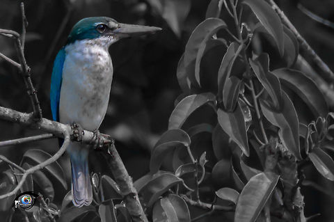 BPS_5246  Todiramphus chloris,collared kingfisher